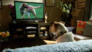 Year of the Dog | The Stremio Blog